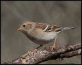 _5SB9697 field sparrow